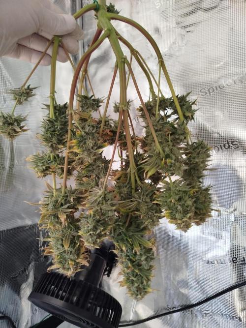 First Indoor grow. Week 12