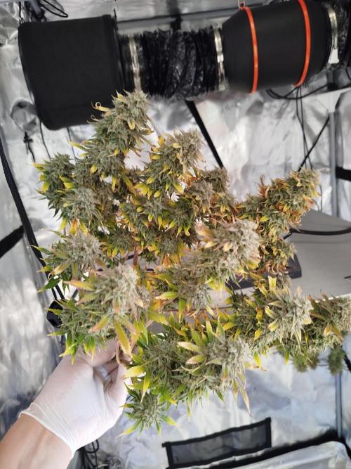 First Indoor grow. Week 12