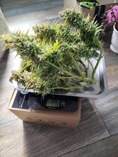 First Indoor grow. Week 12