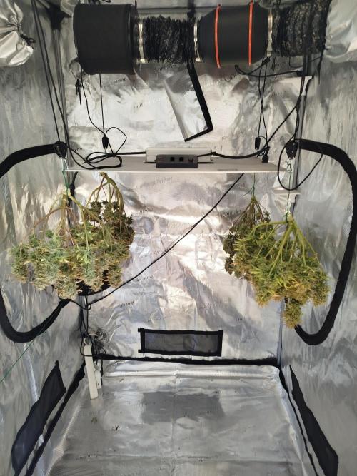 First Indoor grow. Week 12