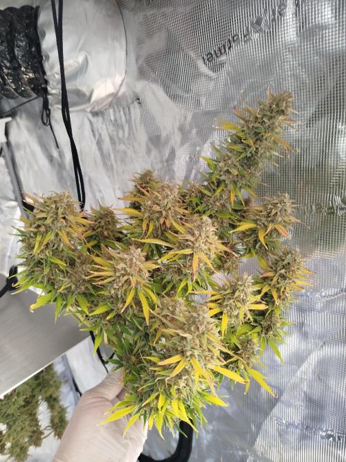 First Indoor grow. Week 12