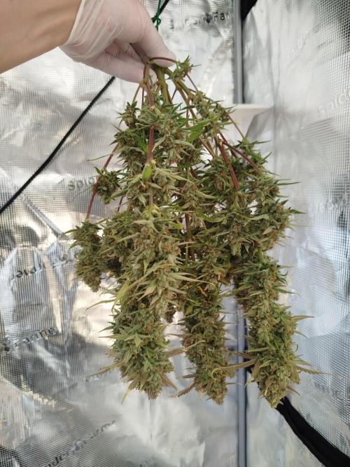 First Indoor grow. Week 12