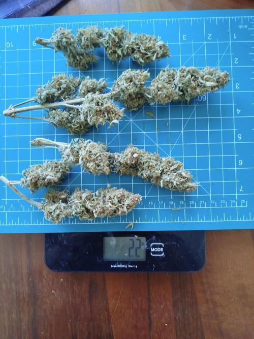 First Indoor grow. Week 12