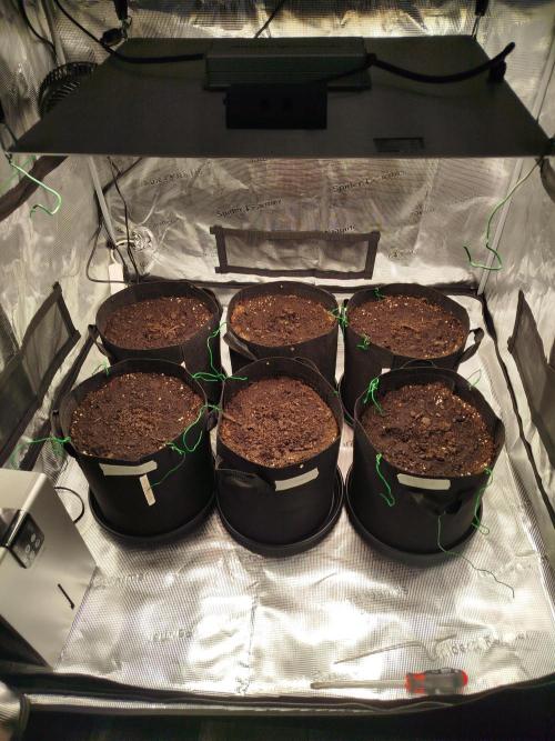 2nd grow Indoor. Week 0