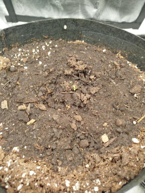 2nd grow Indoor. Week 0