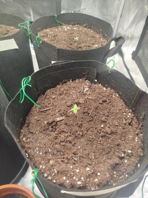 2nd grow Indoor. Week 2