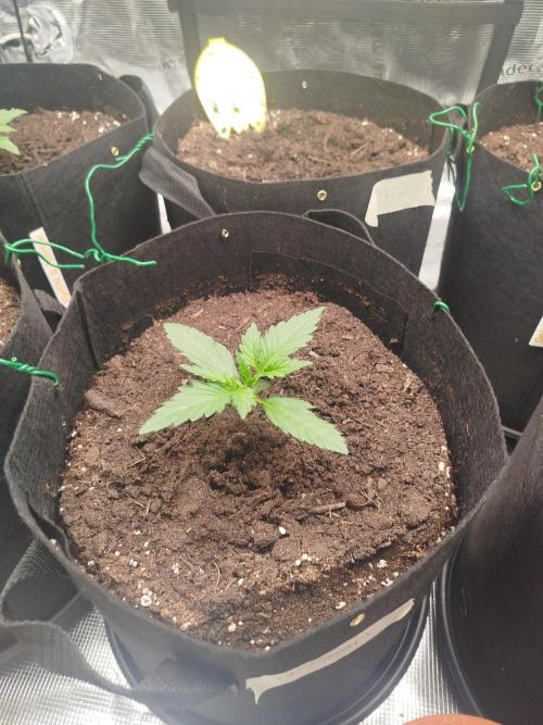 2nd grow Indoor. Week 2