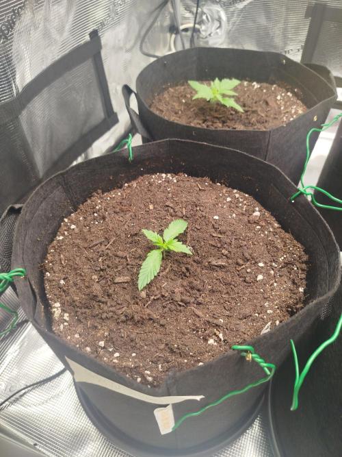 2nd grow Indoor. Week 2