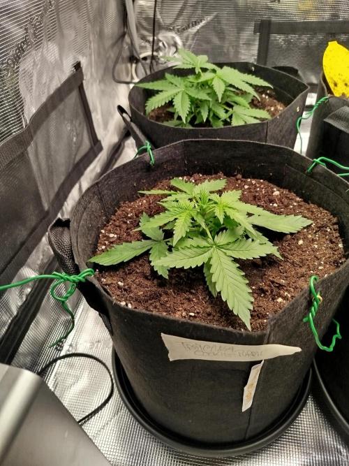 2nd grow Indoor. Week 3