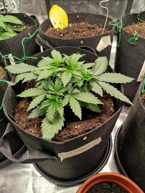 2nd grow Indoor. Week 3