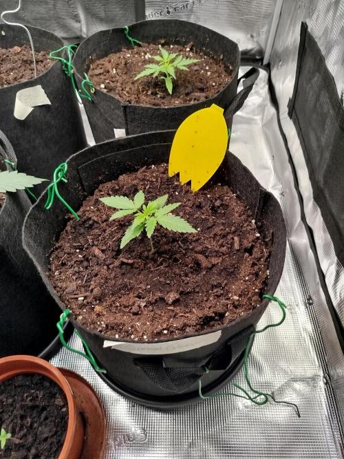 2nd grow Indoor. Week 3