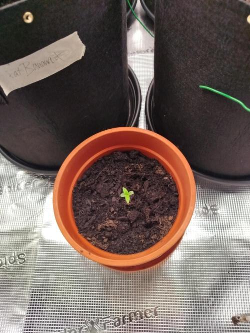2nd grow Indoor. Week 3