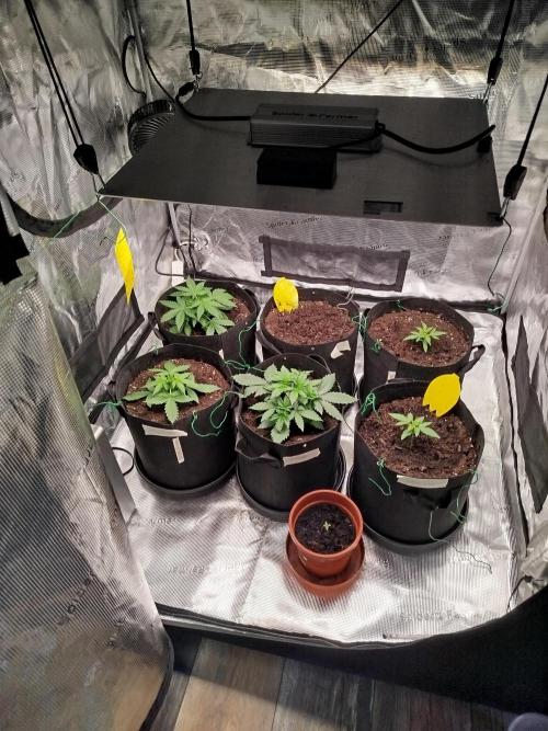 2nd grow Indoor. Week 3