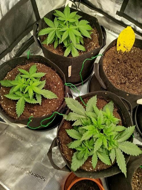 2nd grow Indoor. Week 3