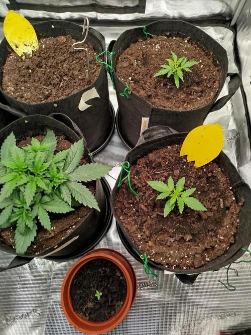 2nd grow Indoor. Week 3