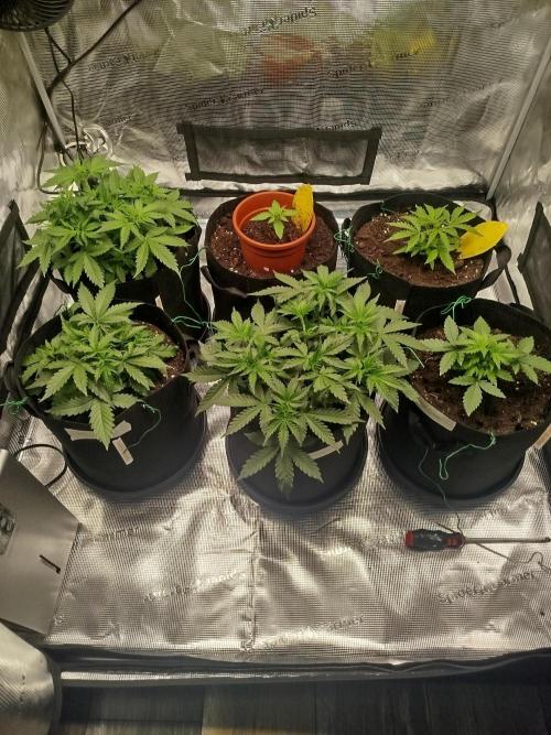 2nd grow Indoor. Week 4