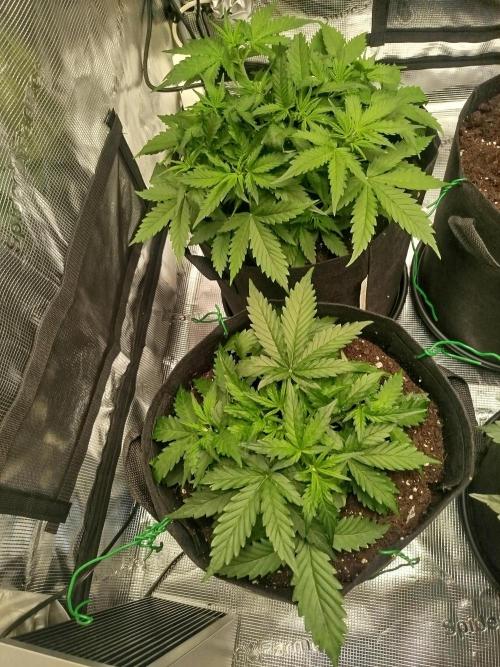 2nd grow Indoor. Week 4