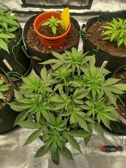 2nd grow Indoor. Week 4