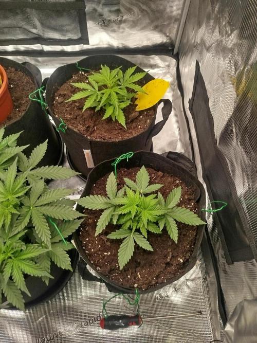 2nd grow Indoor. Week 4