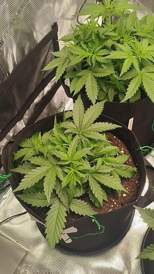2nd grow Indoor
