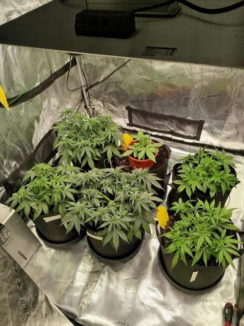 2nd grow Indoor. Week 5