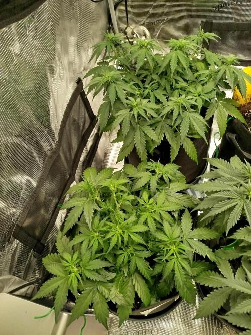 2nd grow Indoor. Week 5