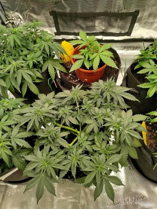 2nd grow Indoor. Week 5