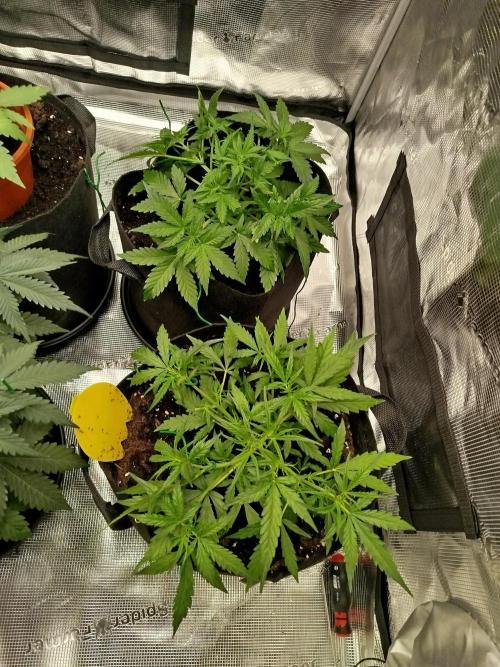 2nd grow Indoor. Week 5