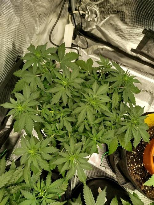 2nd grow Indoor. Week 5