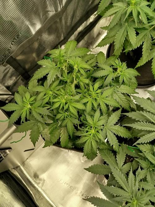2nd grow Indoor. Week 5