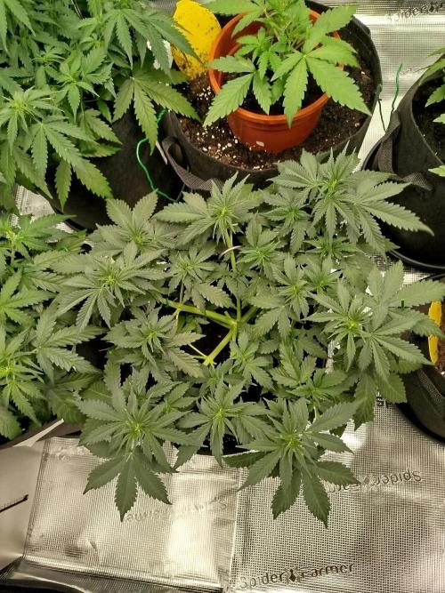 2nd grow Indoor. Week 5