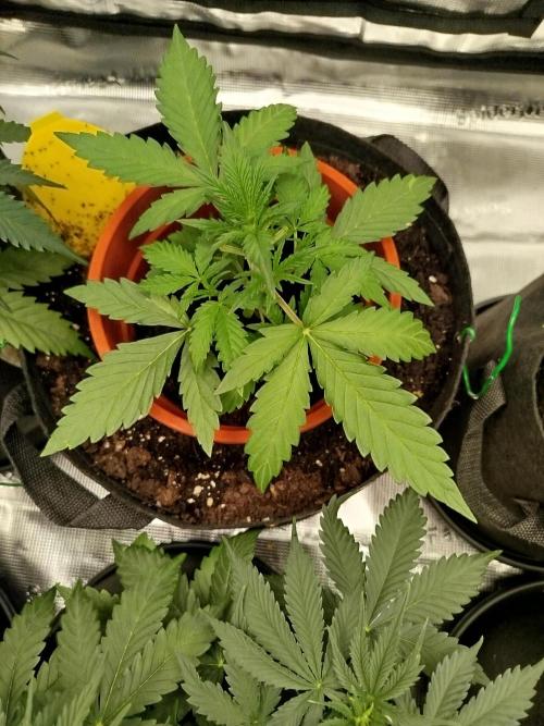2nd grow Indoor. Week 5
