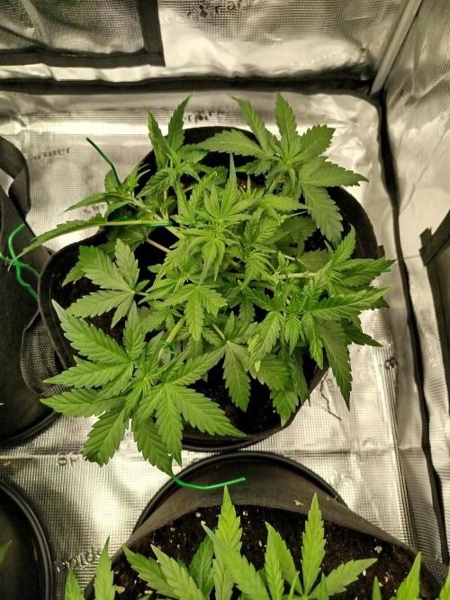 2nd grow Indoor. Week 5