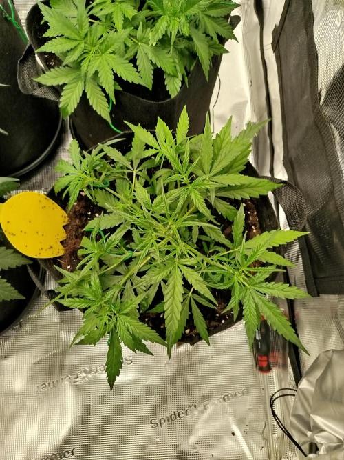 2nd grow Indoor. Week 5