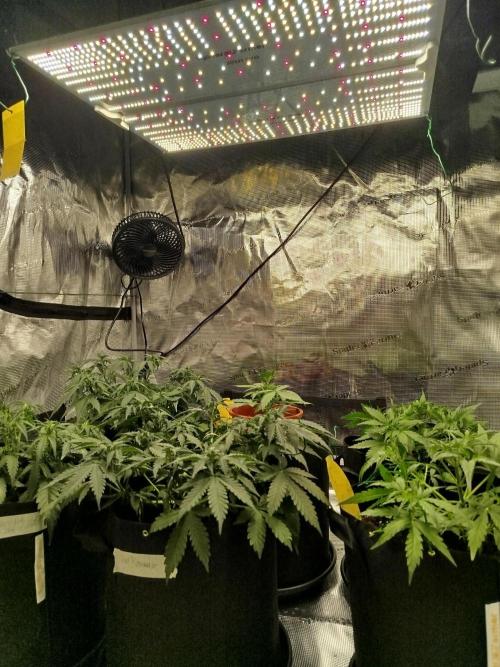 2nd grow Indoor. Week 5