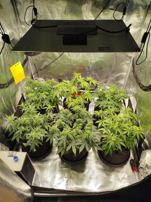 2nd grow Indoor. Week 6