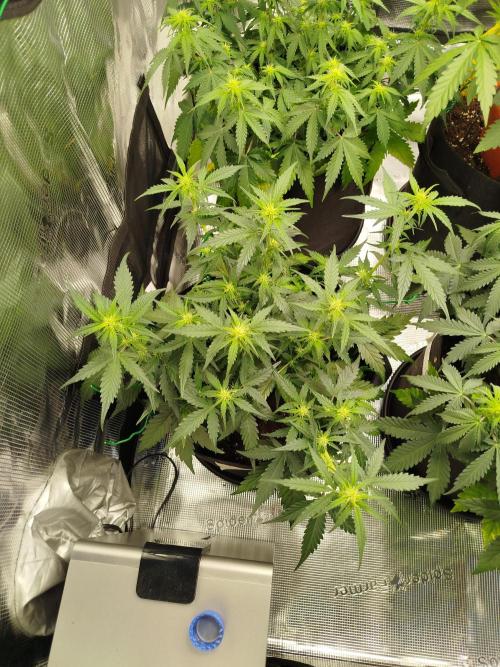 2nd grow Indoor. Week 6