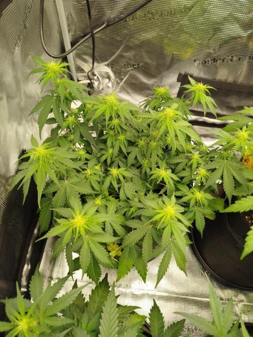2nd grow Indoor. Week 6