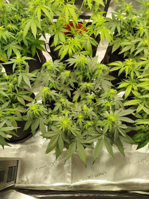 2nd grow Indoor. Week 6