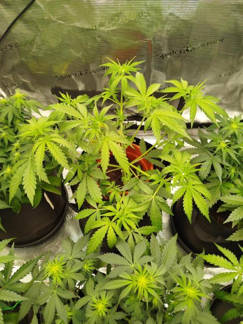 2nd grow Indoor. Week 6