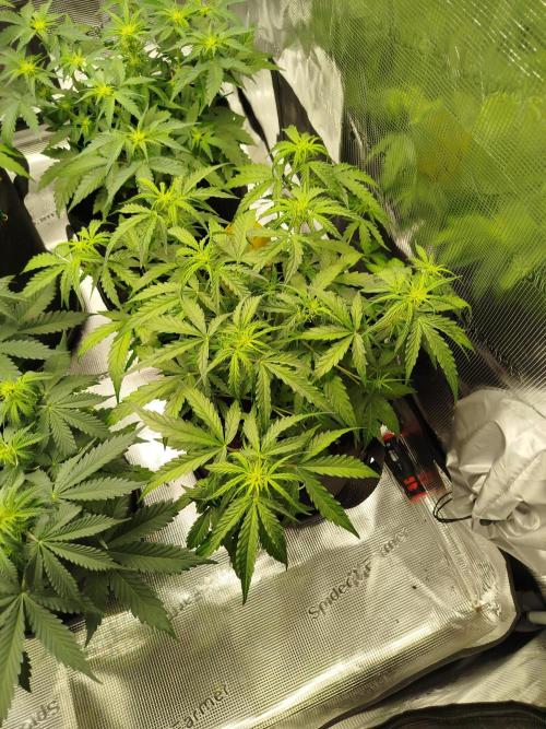 2nd grow Indoor. Week 6