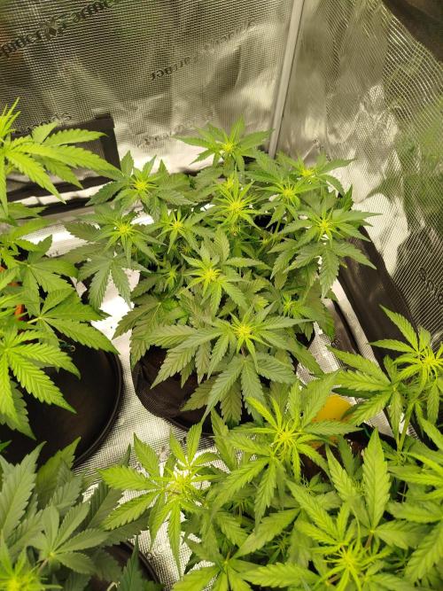 2nd grow Indoor. Week 6