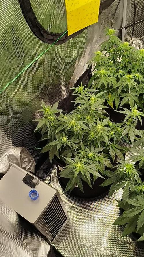 2nd grow Indoor