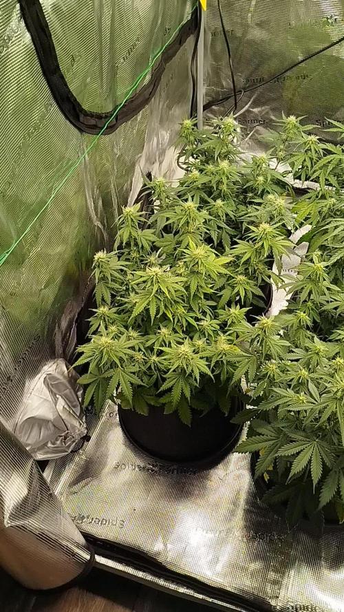 2nd grow Indoor