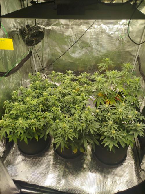 2nd grow Indoor. Week 7