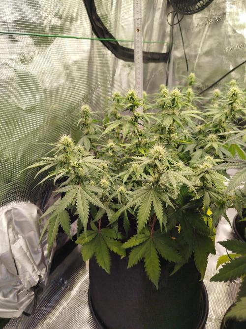 2nd grow Indoor. Week 7