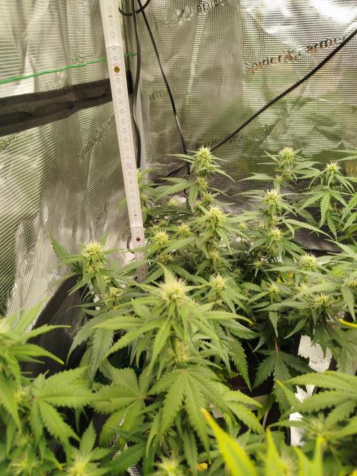 2nd grow Indoor. Week 7