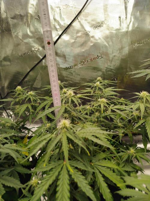 2nd grow Indoor. Week 7