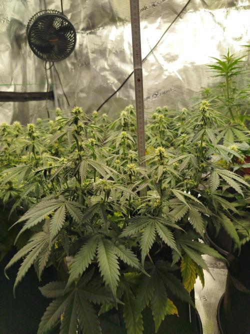 2nd grow Indoor. Week 7
