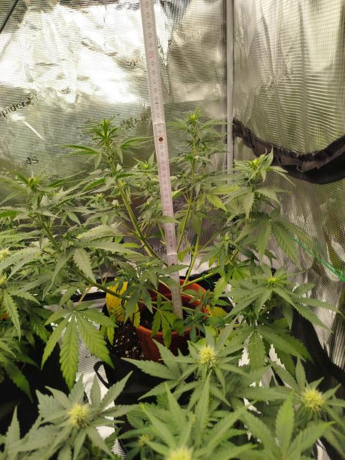 2nd grow Indoor. Week 7